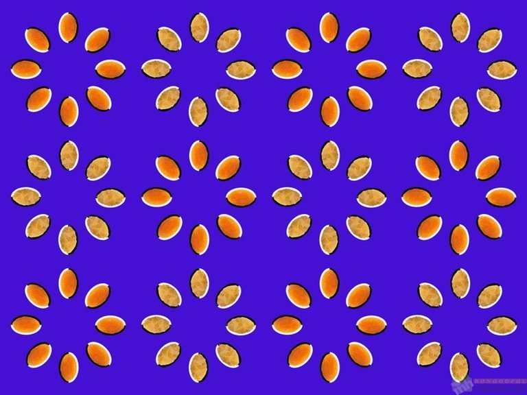 Optical Illusions That Will Make Your Brain Hurt Spinning Seeds illusions-Milao Haath