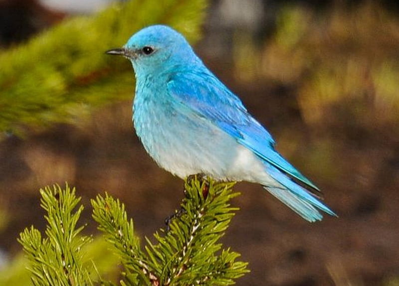 Mountain Bluebird