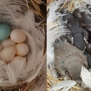 Mountain Bluebird Life Cycle