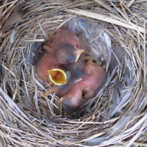 Mountain Bluebird Life Cycle